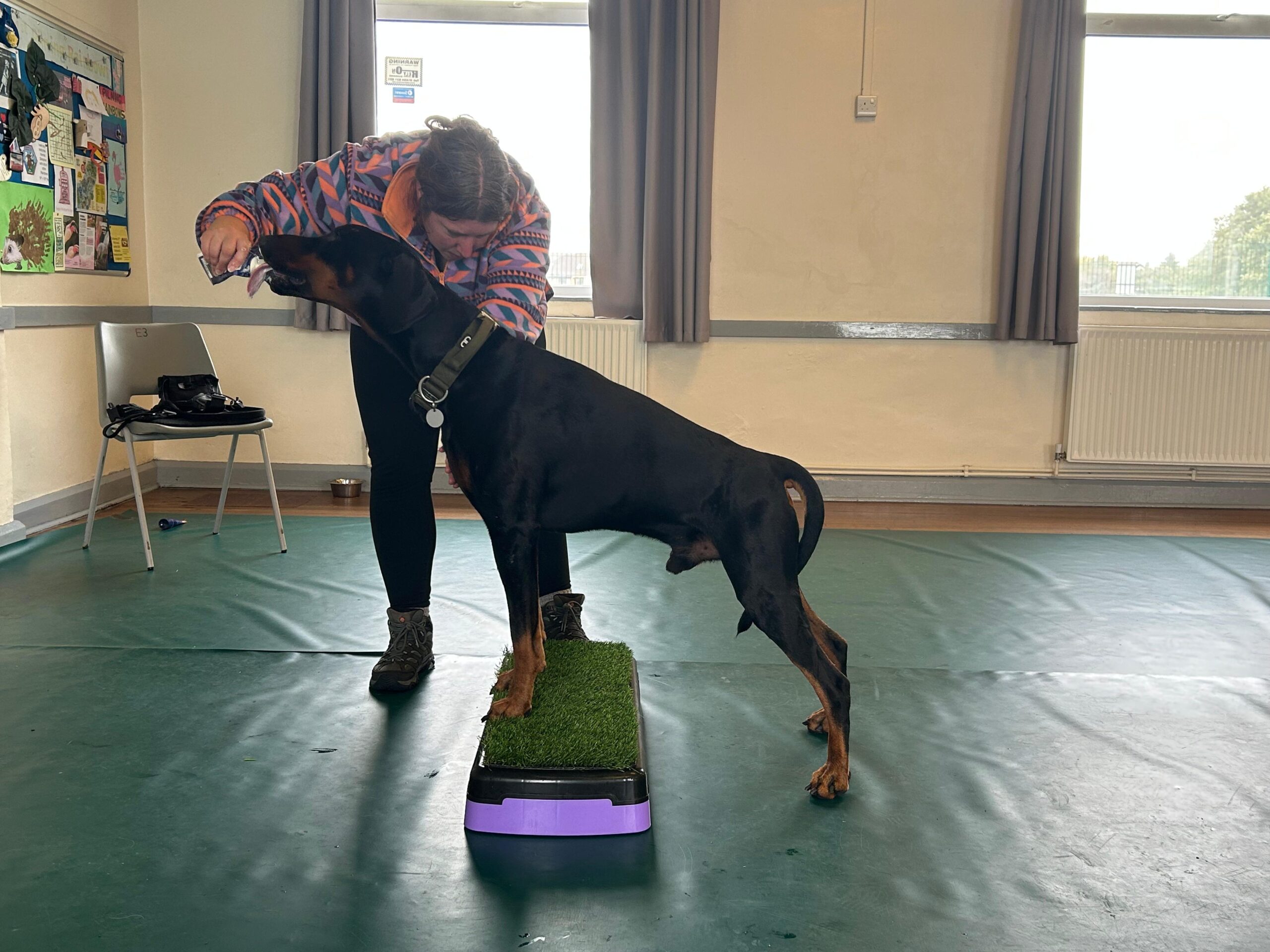 Canine McTimoney Chiropractic treatments