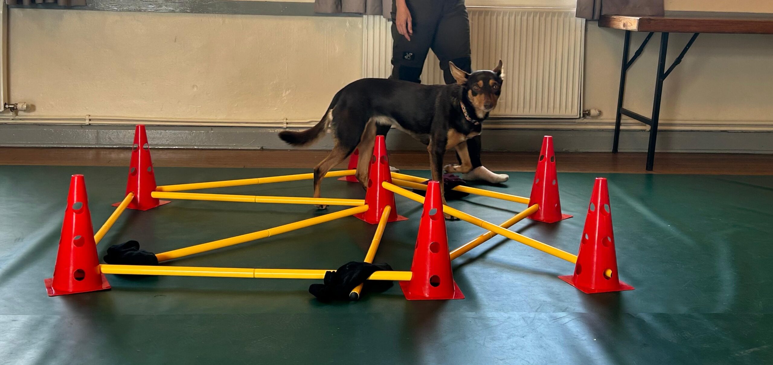 Professional Horse & Dog Chiropractor in Pilning